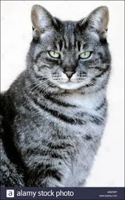 Quels sont tes principaux traits de caractère ?