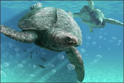 Pareil ici sauf avec une tortue marine. Quel est son nom ?