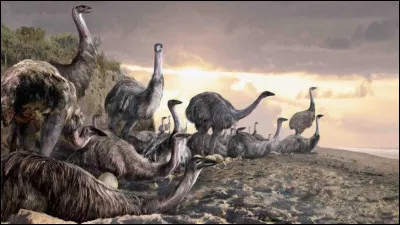 Regardez ces gigantesques oiseaux, comment appelle-t-on leur espèce ?