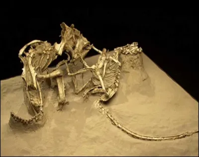 En 1971 elle découvre l'un des plus incroyables fossiles découverts. La lutte à mort de 2 dinosaures :