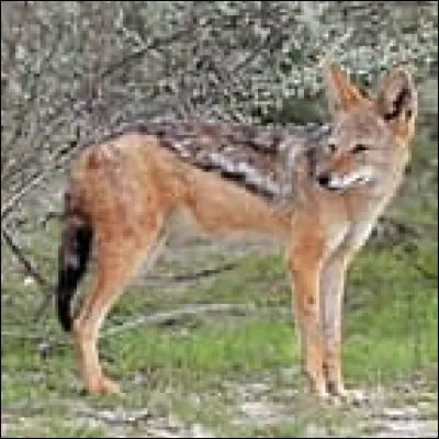 Un petit dernier : le chacal est-il un canidé ou un félin ?