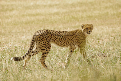 Le guépard, cet animal qui peut courir jusqu'à 110-120 km/h, est-il un canidé ou un félin ?