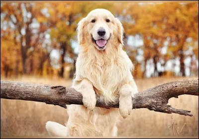 Facile, les chiens, ou Canis lupus familiaris en nom scientifique, sont-ils des canidés ou bien des félins (ou félidés) ?