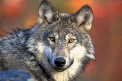 Et le loup, est-ce un canidé ou bien un félidé, aussi appelé félin ?