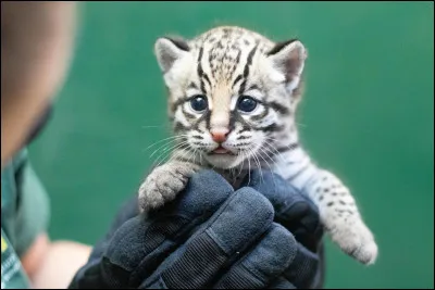 L'ocelot, cet animal souvent confondu avec le margay, se classe dans la catégorie...
