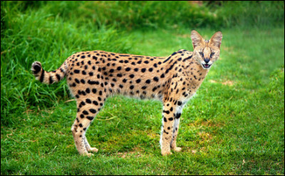 Cette race de chats appelée Savannah, son ancêtre étant le serval, dans quelle catégorie se classe-t-elle ?