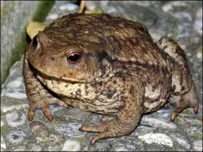 Qui a dit : « Oh ! je pense que vous mauriez déjà transformé en crapaud si je me trompais »