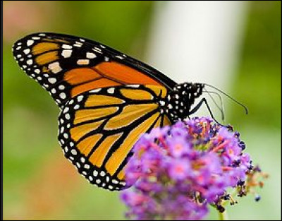 Tous les individus de l'ordre des Lepidoptera ont un corps divisé en trois parties (tête, thorax et abdomen). "Avoir le corps divisé en trois parties" est donc un caractère commun à tous les individus de l'espèce. On appelle ça :