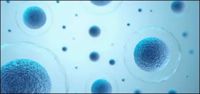 Les cellules sont composées de trois parties. Mais dans laquelle est localisée l'information génétique ?