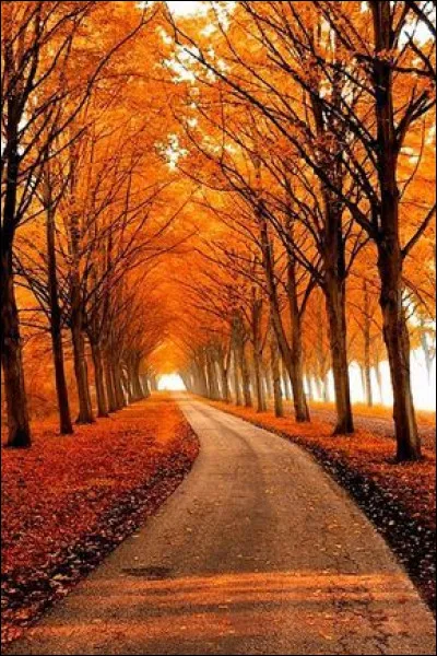 Quelle maladie a été étudiée par Allison et Honjo, leur donnant le prix Nobel en octobre 2018 ?