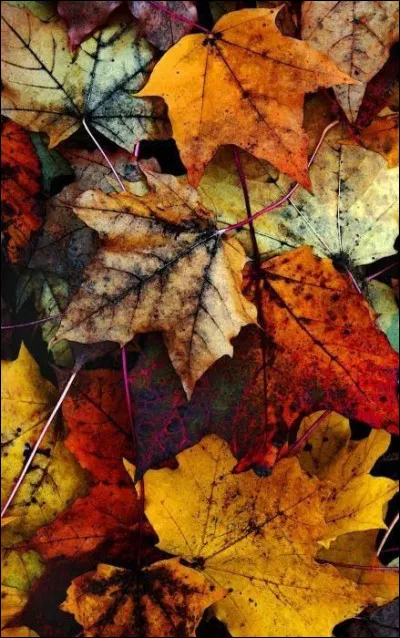 A quel âge Sohane Benziane est-elle morte en octobre 2002 ?