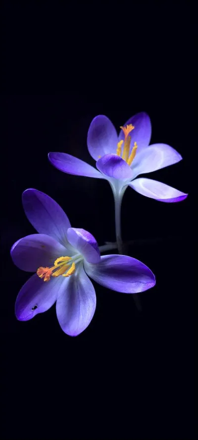 La structure de type Keggin est-elle obligatoirement plénière ?