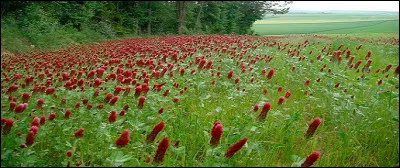 Quel magnifique tapis de fleurs : elles sont... !