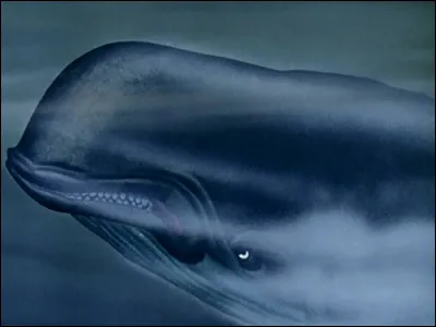 De quel Disney cette baleine est-elle originaire ?