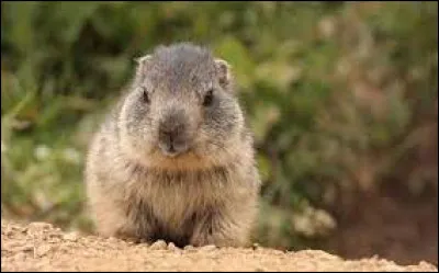 Comment appelle-t-on le bébé de la marmotte ?