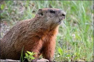 Comment dit-on "marmotte" en anglais ?