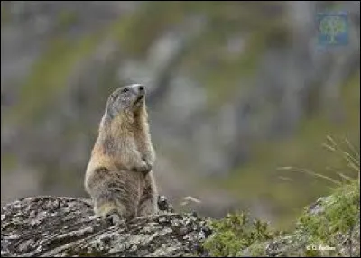La marmotte est la mascotte des...