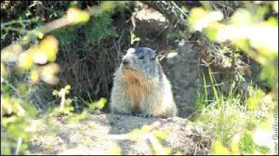Où se situe le sentier des marmottes ?