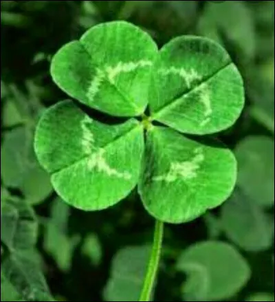 Quelle est ta qualité ?