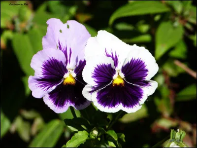 « La (...) est plus qu'un droit, c'est le souffle même de l'homme. »