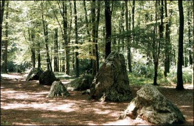 L'alignement des pierres qui se trouvent sur la photo est nommé "Le Cordon des druides". Cette forêt se situe dans le département d'Ille-et-Vilaine. Elle porte le nom d'une plante commune que l'on trouve pratiquement dans toutes les forêts . Il s'agit de la forêt de ...