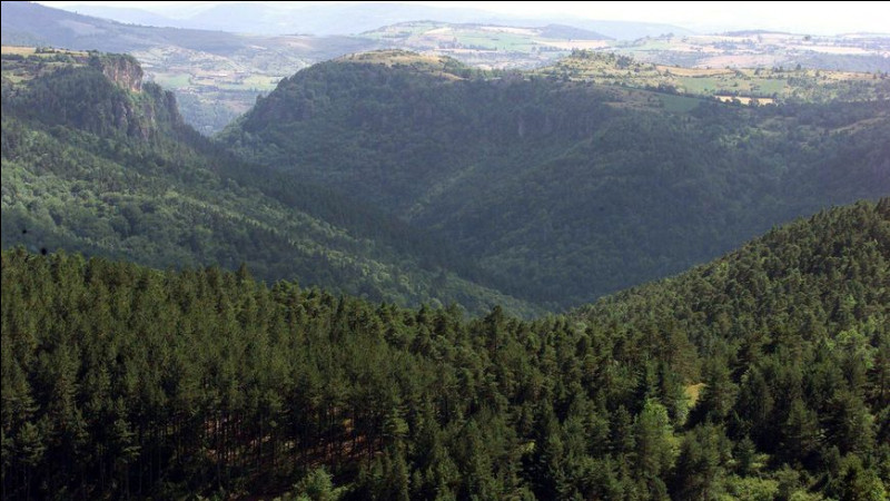 À cheval entre le Gard et la Lozère, cette forêt possède un mont assez connu dans les Cévennes. Ce mont possède un observatoire météorologique. De quelle forêt s'agit-il ?