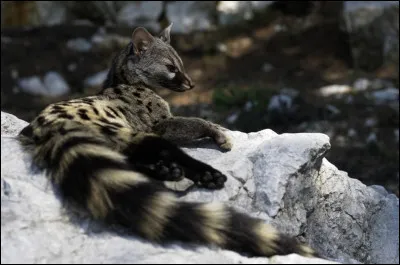 À une trentaine de kilomètres de Marseille, cette forêt fait partie d'un massif s'étendant entre les Bouches-du-Rhône et le Var. Elle englobe des petites villes ou villages comme Gémenos, Cuges-les-Pins ou encore Mazaugues. 
C'est la forêt de la ...