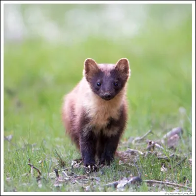 Située entre l'Indre et la Vienne, cette forêt est bordée par trois châteaux. Le château d'Ussé, dit le château de la "Belle au Bois dormant" et le château d'Azay-le-Rideau. Quel nom porte la forêt identifiant le troisième château ?