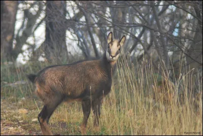 Située en Provence-Alpes-Côte d'Azur, la forêt qui nous intéresse borde un sommet connu par les adeptes de la petite reine. Lequel est-ce parmi ces trois propositions ?