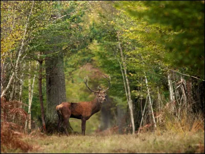 C'est la plus grande forêt domaniale de France métropolitaine. Elle porte le nom de la ville où les Anglais ont capitulé devant une jeune femme au XVe siècle. Et pourtant, elle ne borde pas cette préfecture. 
Laquelle est-ce ?