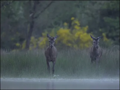 La forêt porte le nom de la ville où vécurent Léonard de Vinci et François Ier. C'est au bord de la Loire et on peut y découvrir un monument nommé la "Pagode de Chanteloup".
Il s'agit de la forêt ...