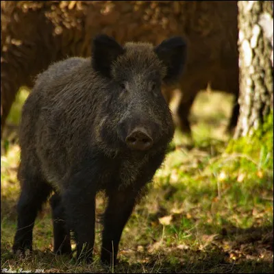 Le sanglier est l'emblème de cette forêt. Elle porte le nom d'un ensemble d'opérations militaires ayant eu lieu pendant l'hiver 1944-1945. De quelle forêt s'agit-il ?