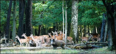 C'est un des principaux massifs forestiers d'Île-de-France. Elle se trouve dans le même département que le château qui possède la célèbre galerie des Glaces. 
Vous vous trouvez dans la forêt de ...