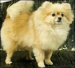 De quelle espce est ce chien :