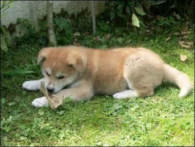 De quelle espce est ce chien :