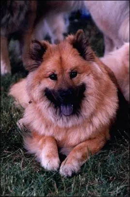 De quelle espce est ce chien :