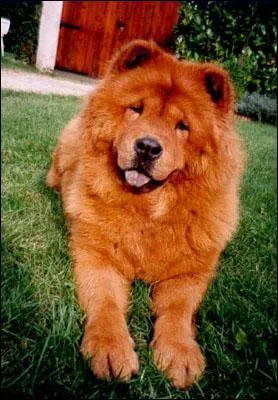 De quelle espce est ce chien :