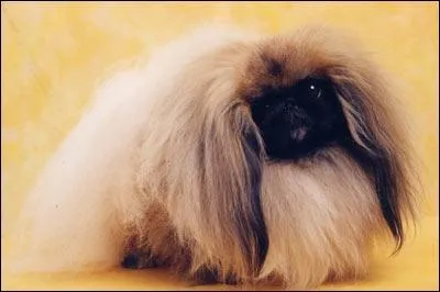 De quelle espce est ce chien :