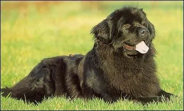 De quelle espce est ce chien :