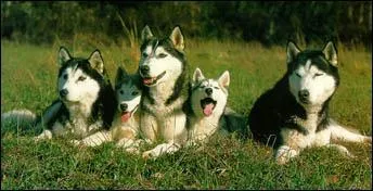 De quelle espce est ce chien :