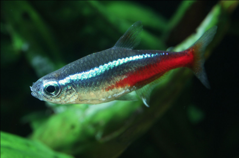 Quel est ce petit poisson de 4 cm, originaire d'Amérique du Sud, poisson d'aquarium très populaire ?