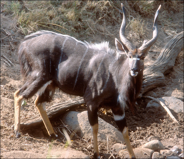Quel est ce bovidé, une antilope du sud-est de l'Afrique à robe zébrée avec de longues cornes arquées ?