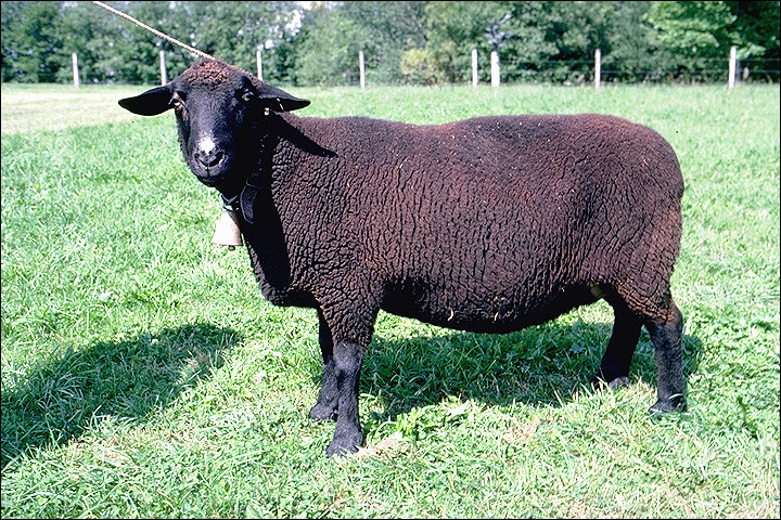 Quel est cet ovin, un mouton d'Auvergne à la peau et à la laine qui sont noires, élevé pour la viande ?