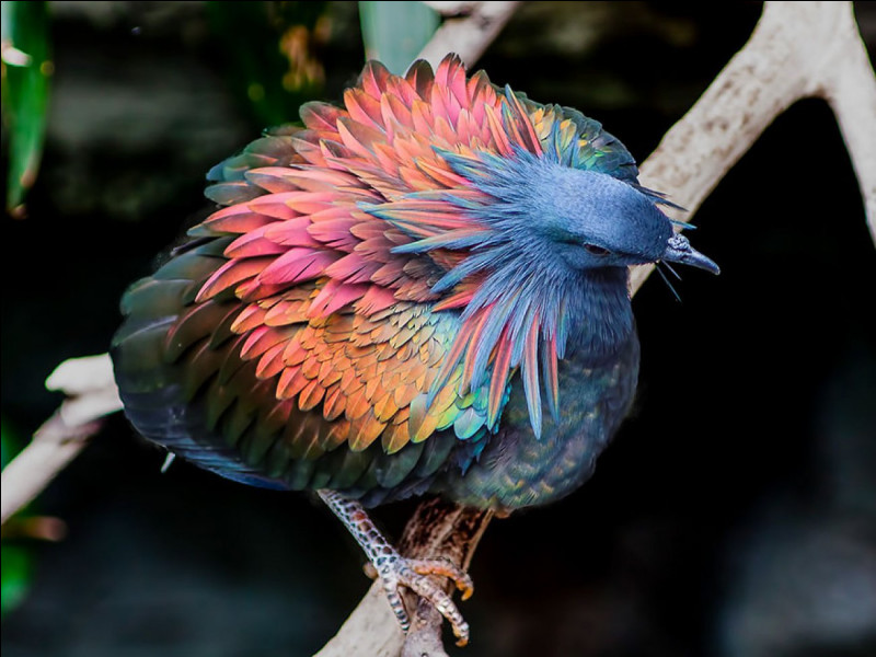 Quel est cet oiseau, un pigeon asiatique grégaire au plumage exceptionnel vivant en forêts ?