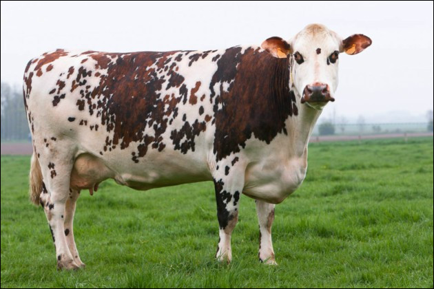 Quelle est cette race bovine de l'ouest de la France à la robe blanche avec des tâches brunes, une vache mixte élevée pour sa viande et son lait ?