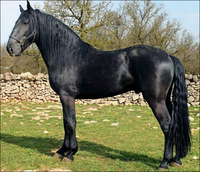 Quelle est cette race chevaline originaire de Naples, un cheval de petite taille avec une très longue queue, à la fois élégant et doux ?