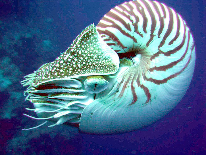 Quel est ce céphalopode marin avec de nombreuses tentacules et une coque en forme de spirale ?
