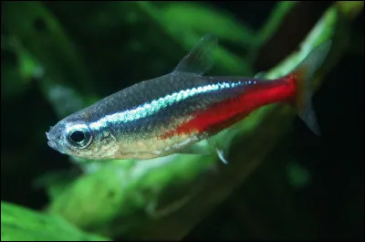 Quel est ce petit poisson de 4 cm, originaire d'Amérique du Sud, poisson d'aquarium très populaire ?