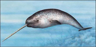 Quel est ce cétacé avec une longue défense torsadée de 3 mètres de long, surnommé la licorne des mers ?