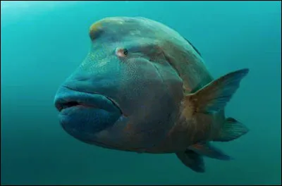 Quel est ce gros poisson osseux marin au corps massif et comprimé avec une bosse sur le front ?